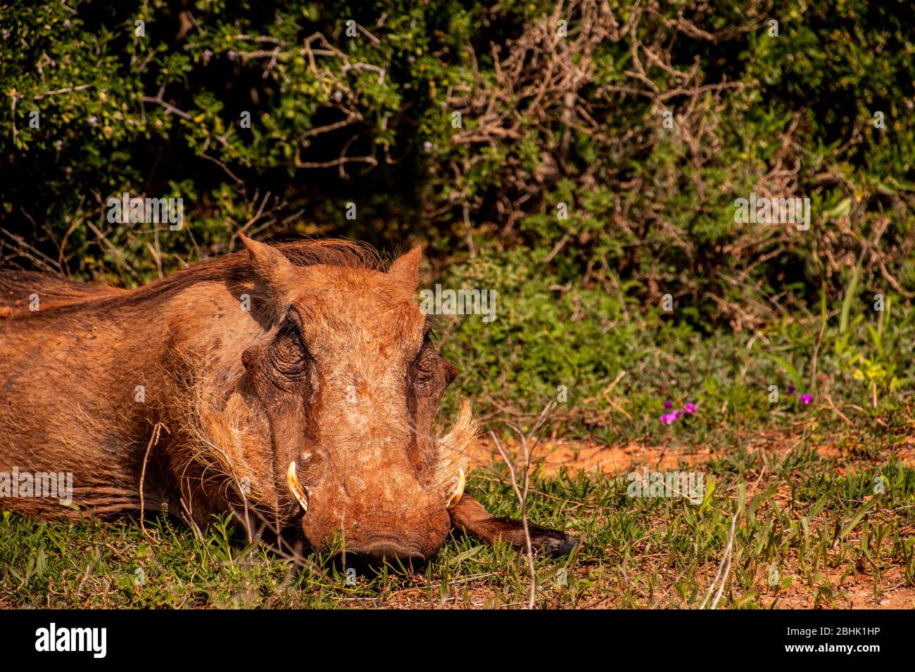 Safari South Africa Stock Photo Alamy safari-south-africa-stock-photo-alamy