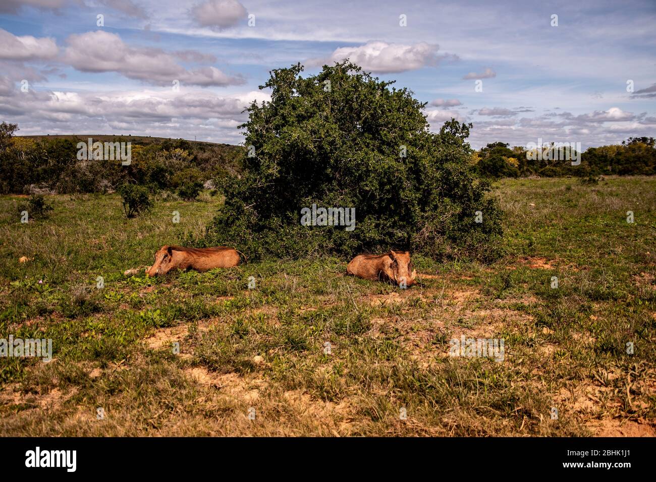 Safari South Africa Stock Photo Alamy