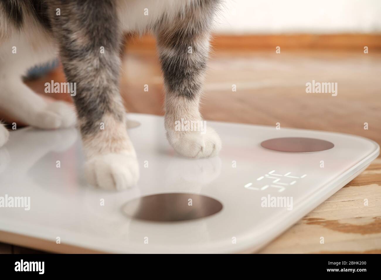 Size Of Paws High Resolution Stock Photography and Images - Alamy