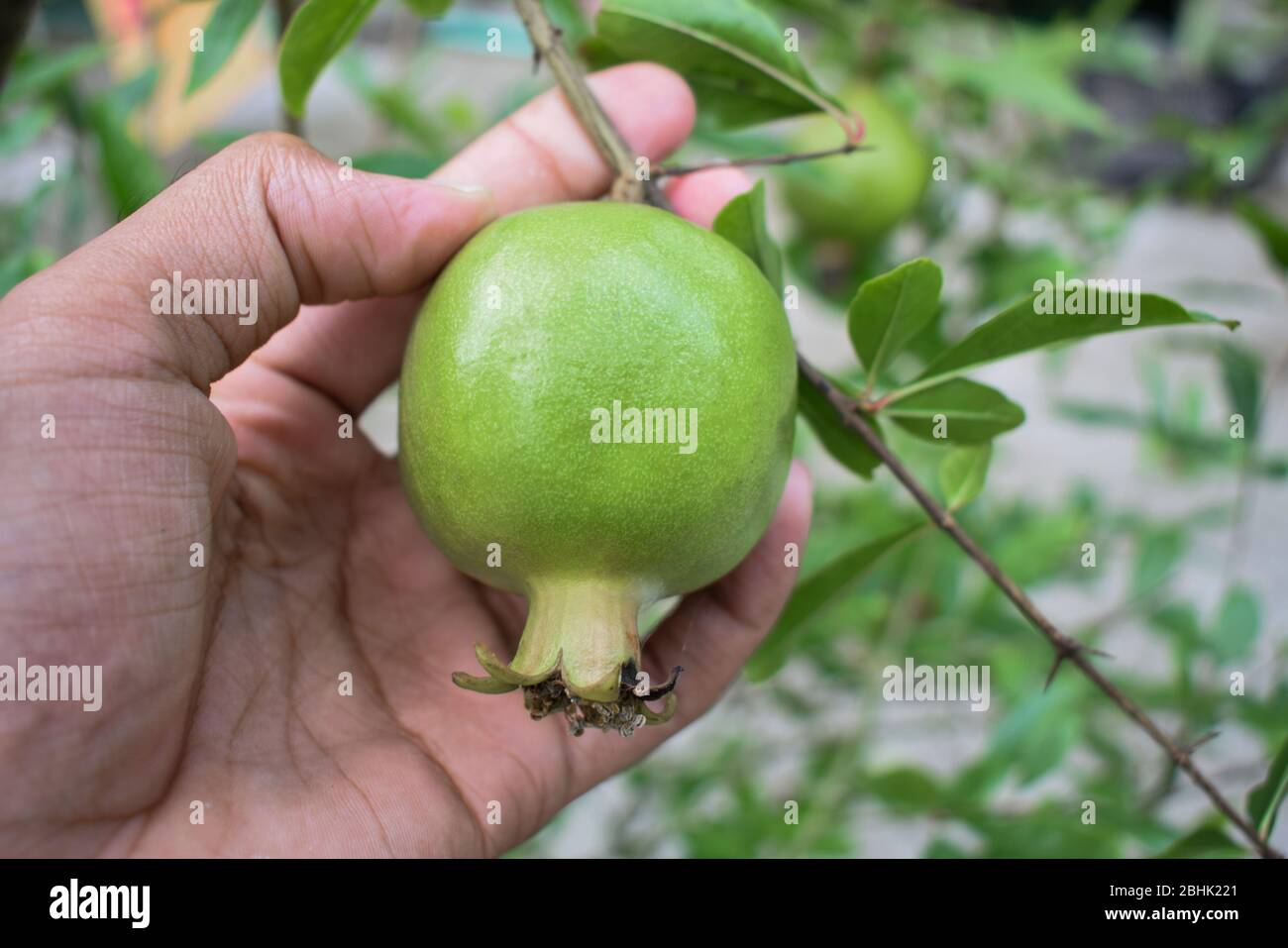 Person holding a small green color pomegranate fruit in his hand with his finger gently Stock Photo