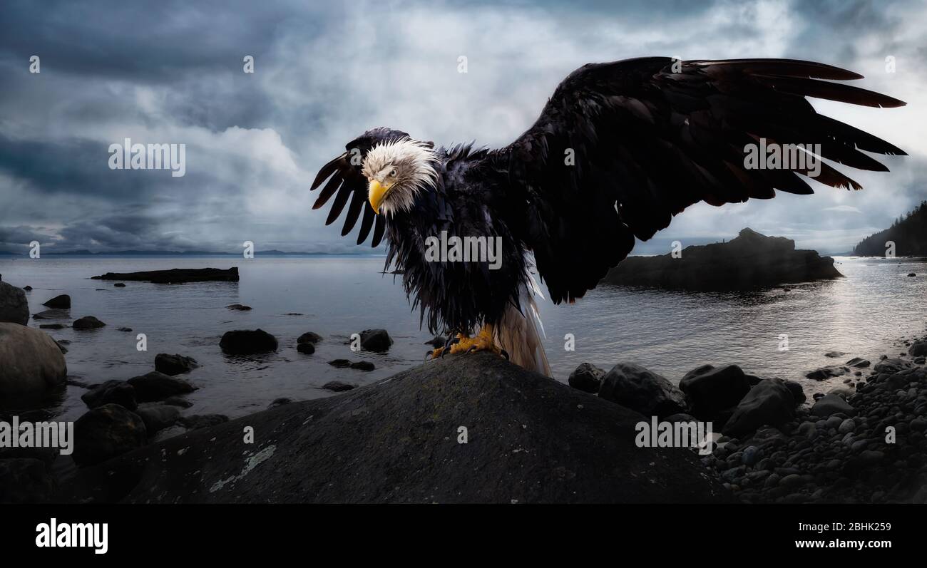 Bald Eagle sitting on a rock with Wings Wide Open on the Pacific Ocean Coast Stock Photo