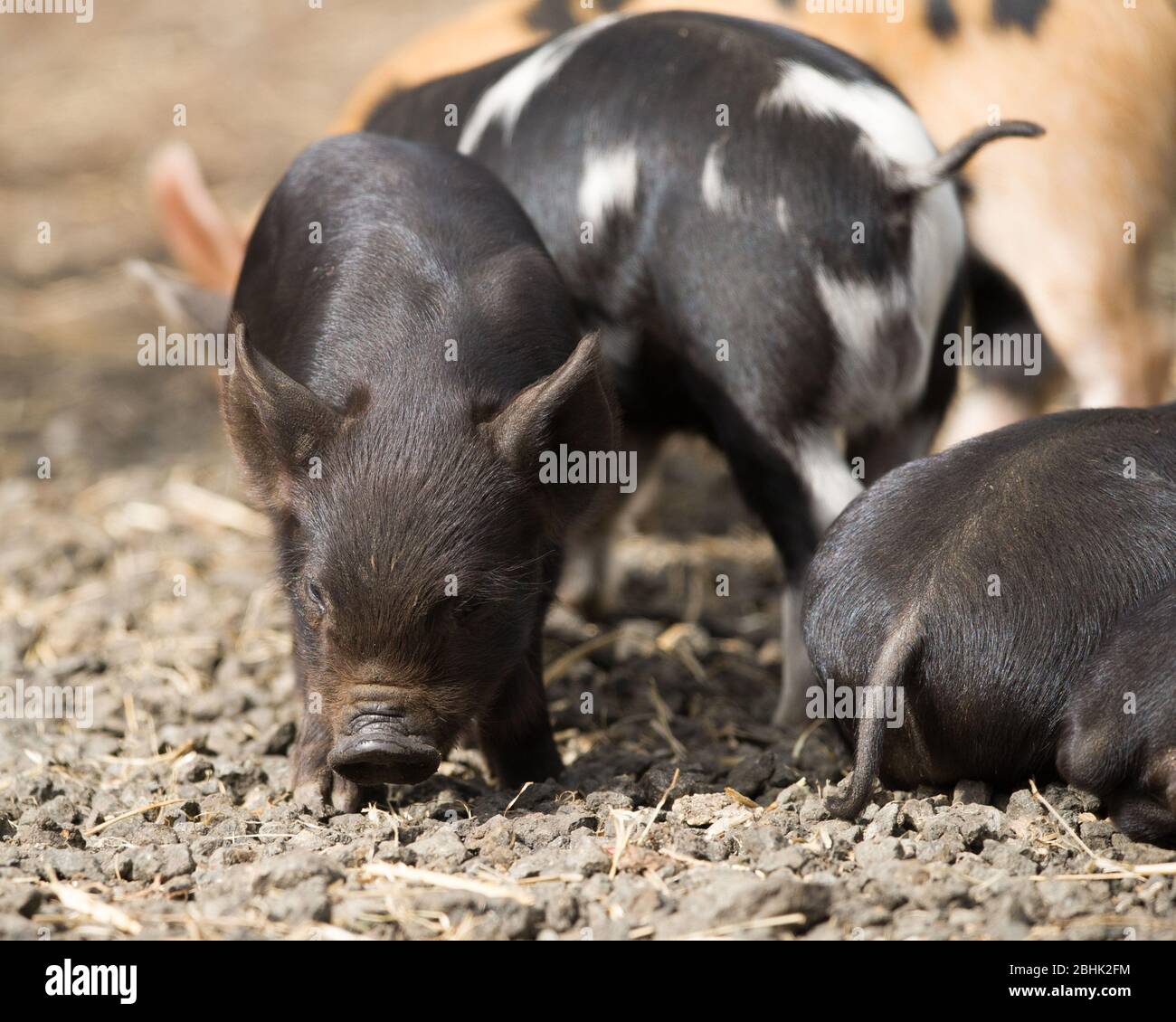 Cumbernauld, UK. 26th Apr, 2020. Pictured: Cute spring piglets play in warmth of the afternoon spring sunshine. These small pigs have had their bacon saved as the Coronavirus (COVID-19) lockdown has meant things on the farm have ground to a halt, leaving animals to enjoy a new lease of life for the time being. Credit: Colin Fisher/Alamy Live News Stock Photo