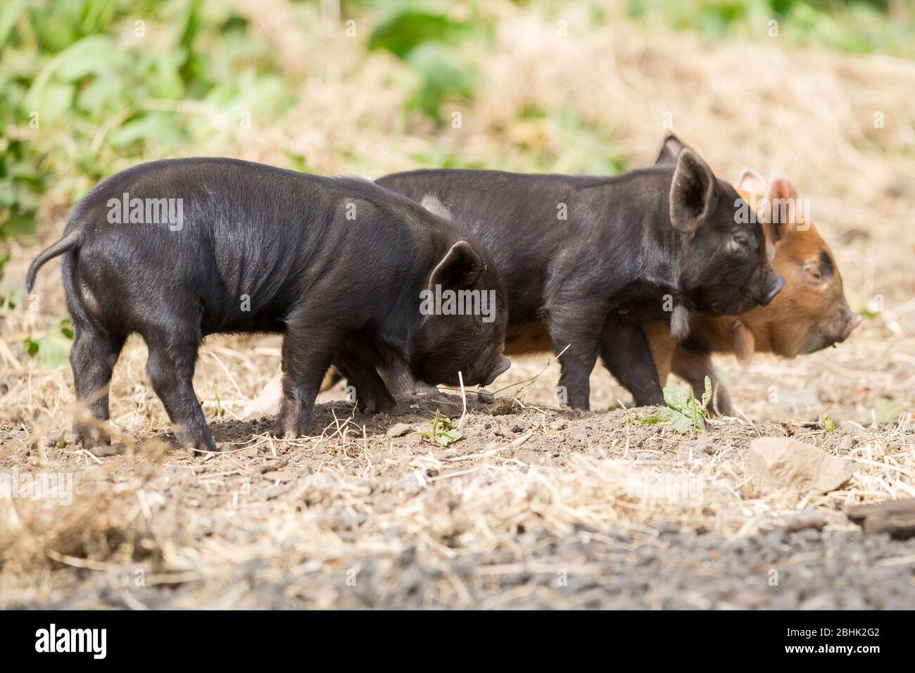 Cumbernauld, UK. 26th Apr, 2020. Pictured: Cute spring piglets play in warmth of the afternoon spring sunshine. These small pigs have had their bacon saved as the Coronavirus (COVID-19) lockdown has meant things on the farm have ground to a halt, leaving animals to enjoy a new lease of life for the time being. Credit: Colin Fisher/Alamy Live News Stock Photo