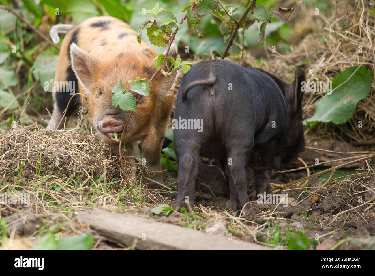 Cumbernauld, UK. 26th Apr, 2020. Pictured: Cute spring piglets play in warmth of the afternoon spring sunshine. These small pigs have had their bacon saved as the Coronavirus (COVID-19) lockdown has meant things on the farm have ground to a halt, leaving animals to enjoy a new lease of life for the time being. Credit: Colin Fisher/Alamy Live News Stock Photo