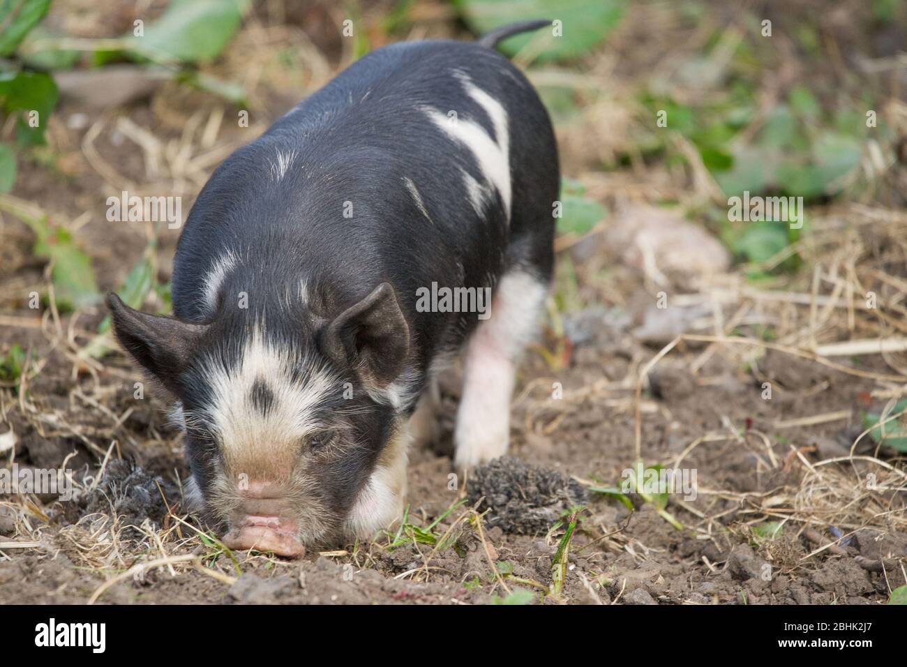 Cumbernauld, UK. 26th Apr, 2020. Pictured: Cute spring piglets play in warmth of the afternoon spring sunshine. These small pigs have had their bacon saved as the Coronavirus (COVID-19) lockdown has meant things on the farm have ground to a halt, leaving animals to enjoy a new lease of life for the time being. Credit: Colin Fisher/Alamy Live News Stock Photo