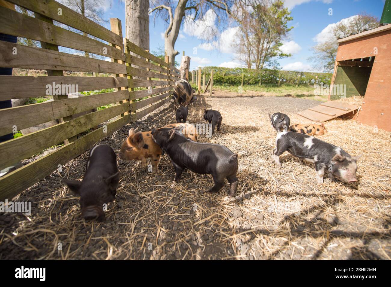 Cumbernauld, UK. 26th Apr, 2020. Pictured: Cute spring piglets play in warmth of the afternoon spring sunshine. These small pigs have had their bacon saved as the Coronavirus (COVID-19) lockdown has meant things on the farm have ground to a halt, leaving animals to enjoy a new lease of life for the time being. Credit: Colin Fisher/Alamy Live News Stock Photo