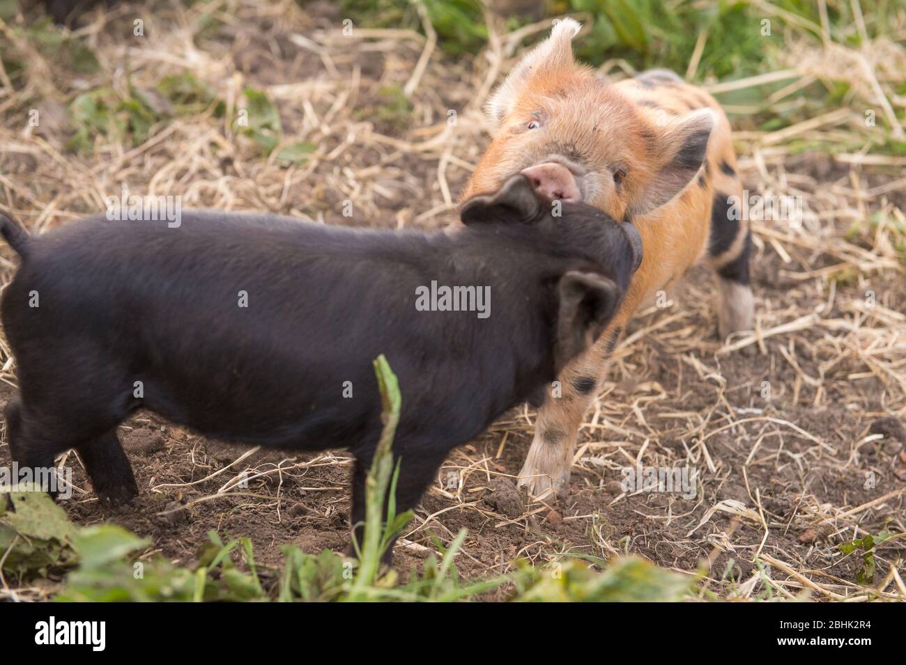 Cumbernauld, UK. 26th Apr, 2020. Pictured: Cute spring piglets play in warmth of the afternoon spring sunshine. These small pigs have had their bacon saved as the Coronavirus (COVID-19) lockdown has meant things on the farm have ground to a halt, leaving animals to enjoy a new lease of life for the time being. Credit: Colin Fisher/Alamy Live News Stock Photo