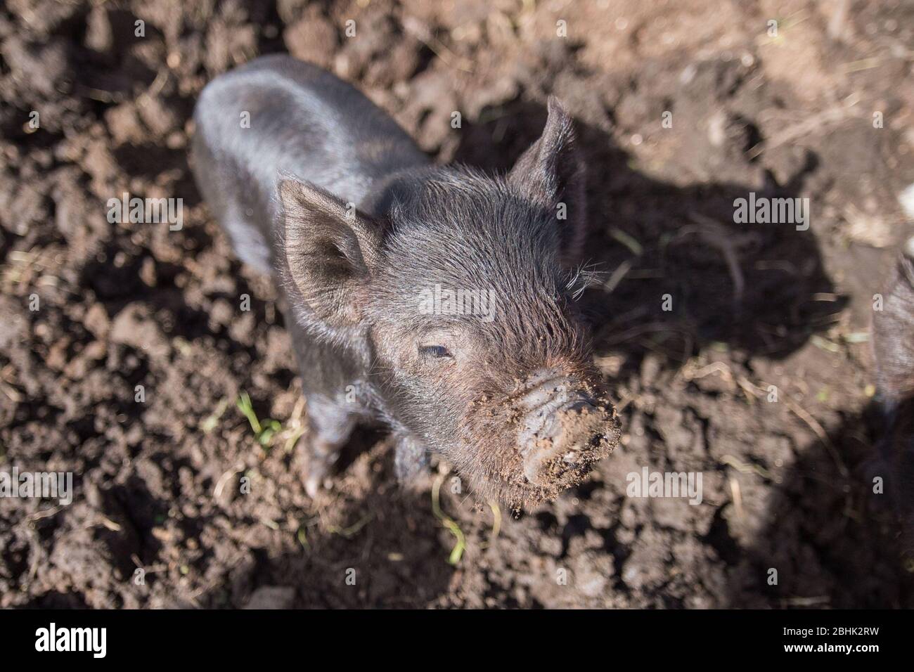 Cumbernauld, UK. 26th Apr, 2020. Pictured: Cute spring piglets play in warmth of the afternoon spring sunshine. These small pigs have had their bacon saved as the Coronavirus (COVID-19) lockdown has meant things on the farm have ground to a halt, leaving animals to enjoy a new lease of life for the time being. Credit: Colin Fisher/Alamy Live News Stock Photo