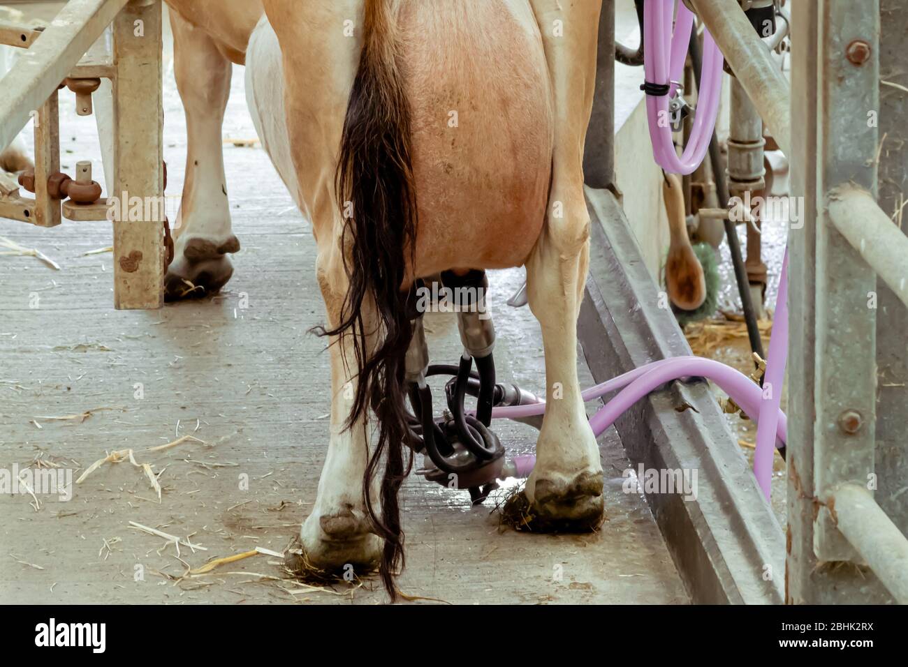A Jersey cow with full udder attached to pipeline ready to be milked in a barn Stock Photo