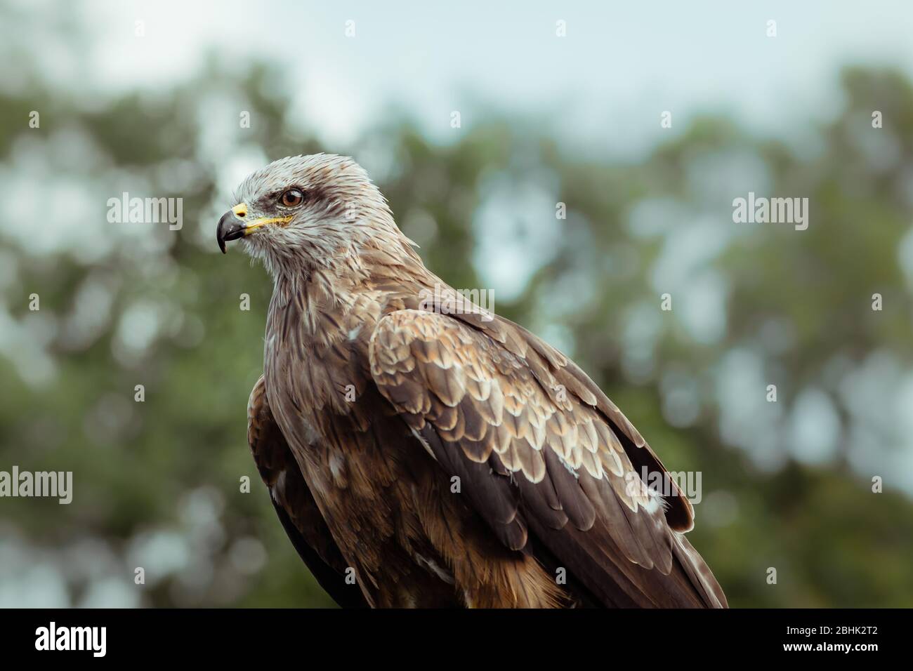 A black kite bird of prey stationary perched Stock Photo
