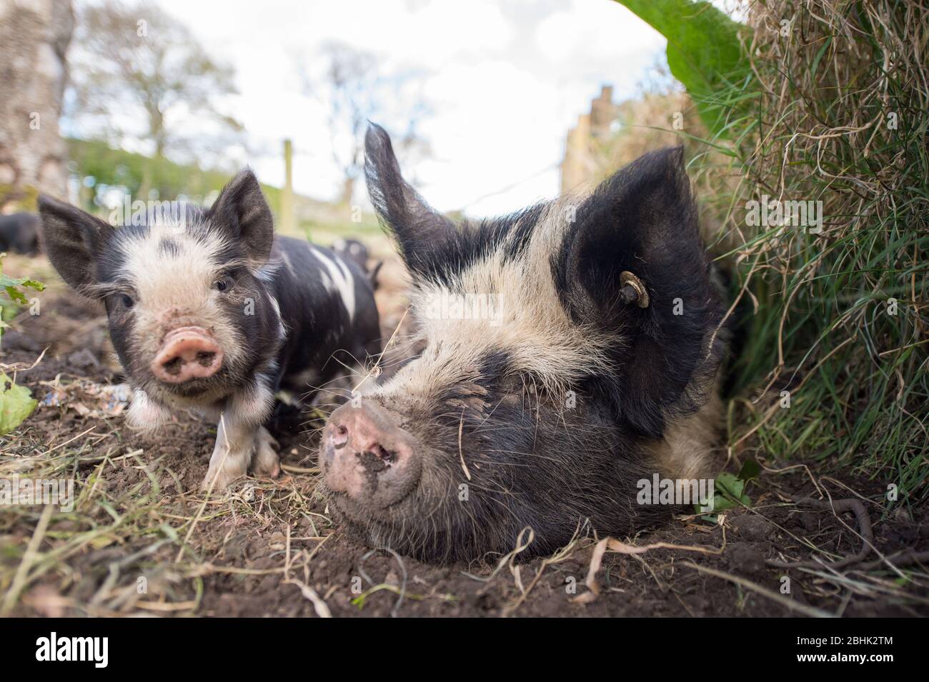 Cumbernauld, UK. 26th Apr, 2020. Pictured: Cute spring piglets play in warmth of the afternoon spring sunshine. These small pigs have had their bacon saved as the Coronavirus (COVID-19) lockdown has meant things on the farm have ground to a halt, leaving animals to enjoy a new lease of life for the time being. Credit: Colin Fisher/Alamy Live News Stock Photo