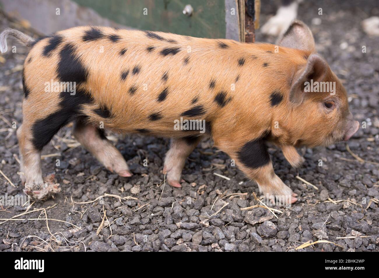 Cumbernauld, UK. 26th Apr, 2020. Pictured: Cute spring piglets play in warmth of the afternoon spring sunshine. These small pigs have had their bacon saved as the Coronavirus (COVID-19) lockdown has meant things on the farm have ground to a halt, leaving animals to enjoy a new lease of life for the time being. Credit: Colin Fisher/Alamy Live News Stock Photo