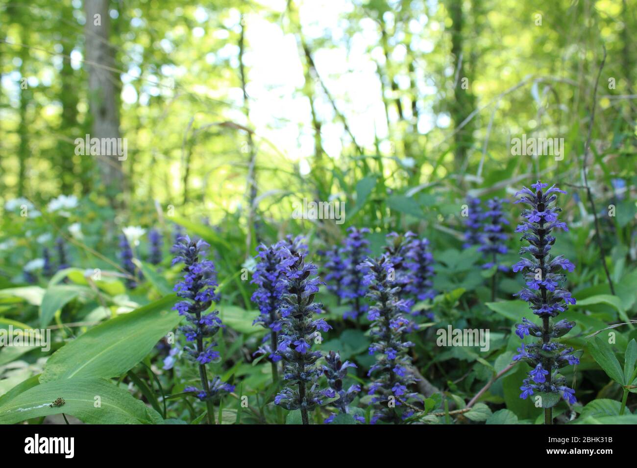 Meadow clary violet flower in austrian wood Stock Photo