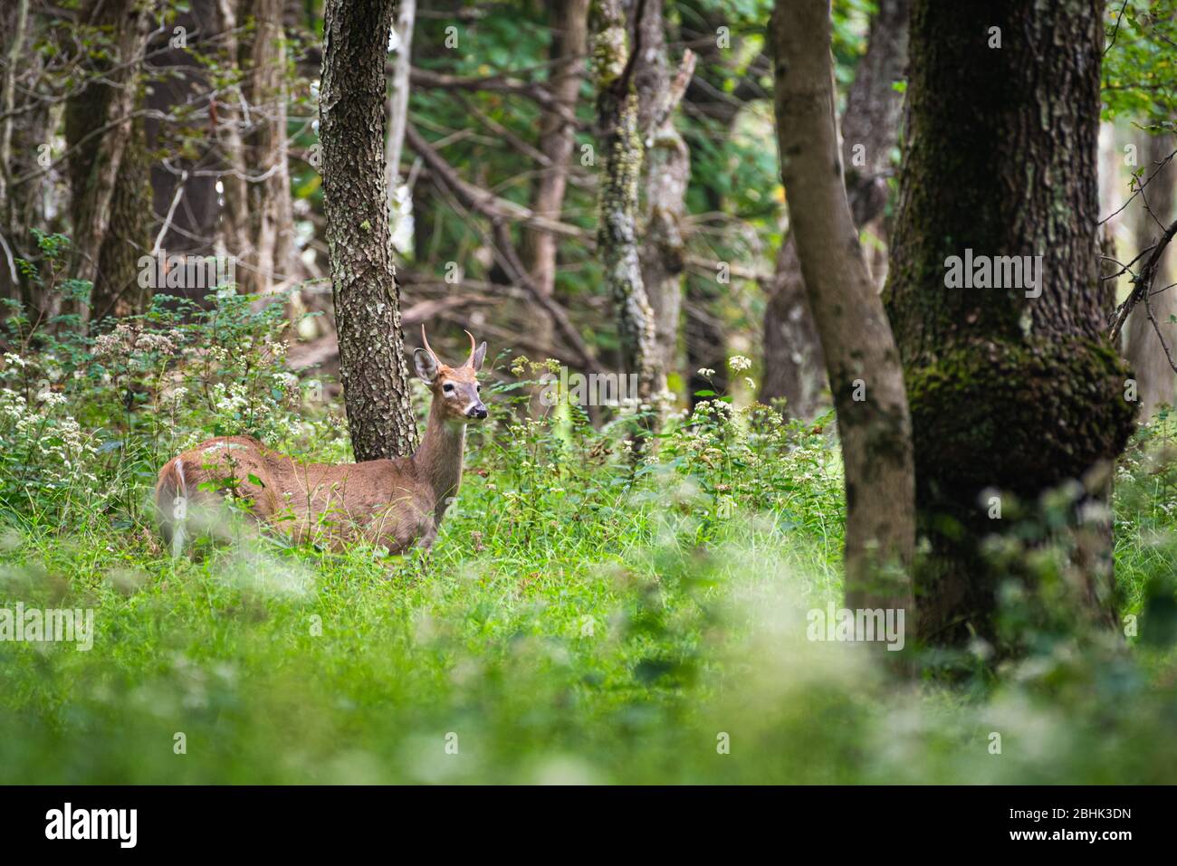 A young spiked buck stands among a lush green forest and large trees. Stock Photo