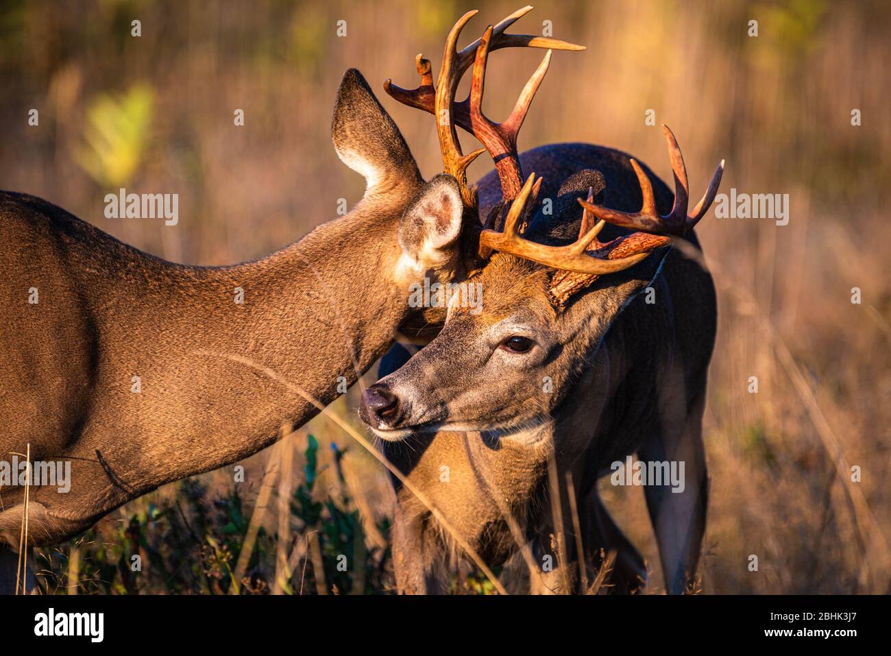 A close up shot of two young white-tail bucks fighting and locking antlers in a field Stock Photo