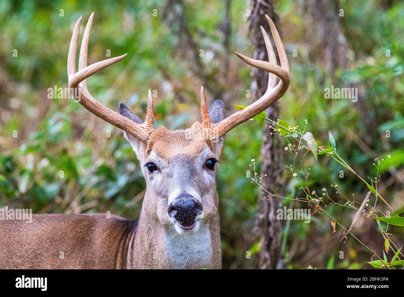 A large 8-point white-tailed buck is seen with an, up close, frame filling isolated view of the head facing the camera. Stock Photo