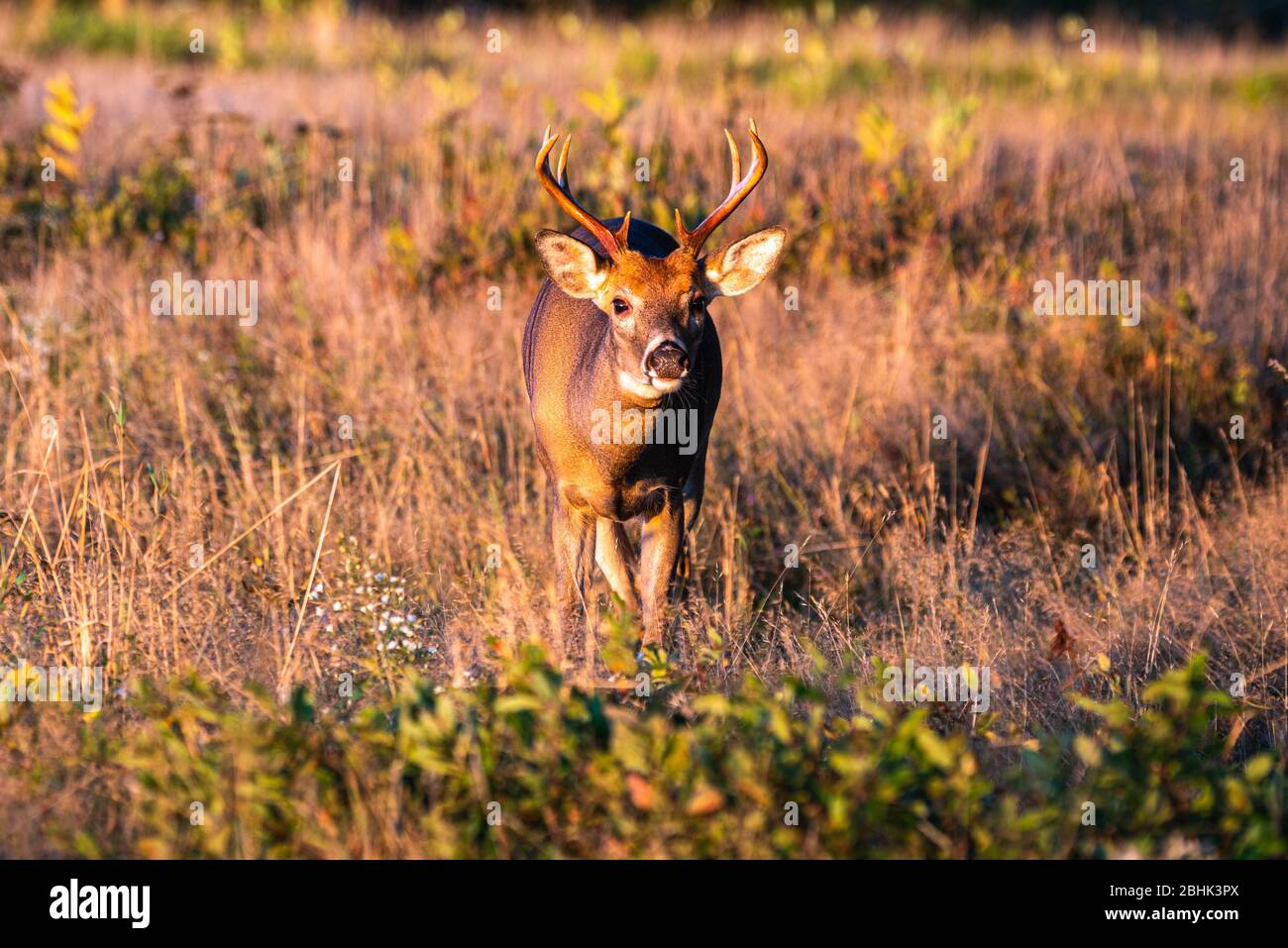 A male white-tailed deer with antlers walks toward the camera in a field Stock Photo