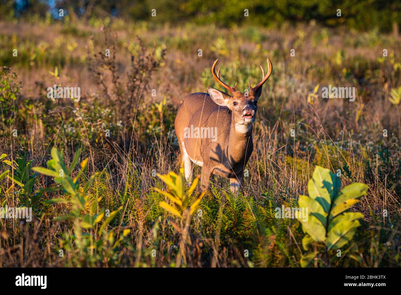A young white-tail buck in a field sniffs the air to gauge it's surroundings. Stock Photo