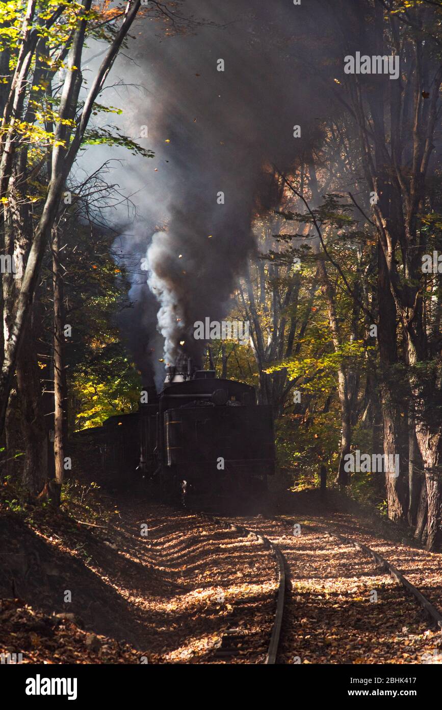 Light beams through the forest canopy to light the large plume of smoke coming from the steam engine receding into the background near Cass, West Virg Stock Photo