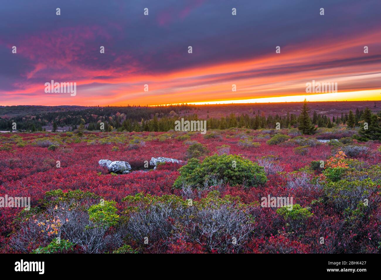 The sky opens fiery lines across the sky mirroring the red autumn plains of wild blueberry bushes dotted with azalea and flagged pine over the Dolly S Stock Photo