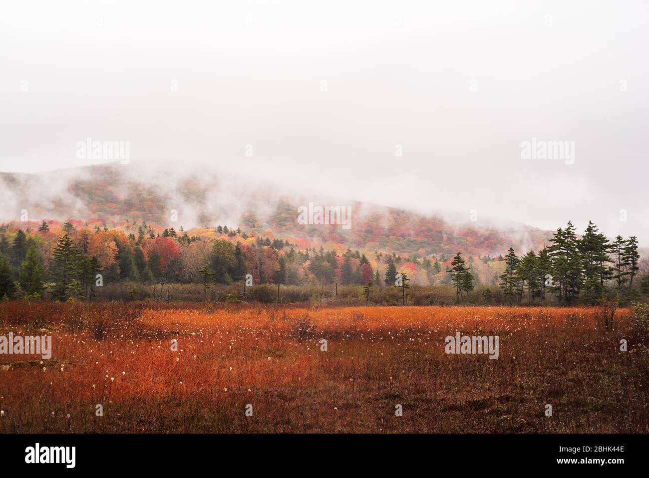 Fog settles in over the brilliant red landscape that is the bogs of Cranberry Glades in West Virginia with the surrounding forest painted in an array Stock Photo