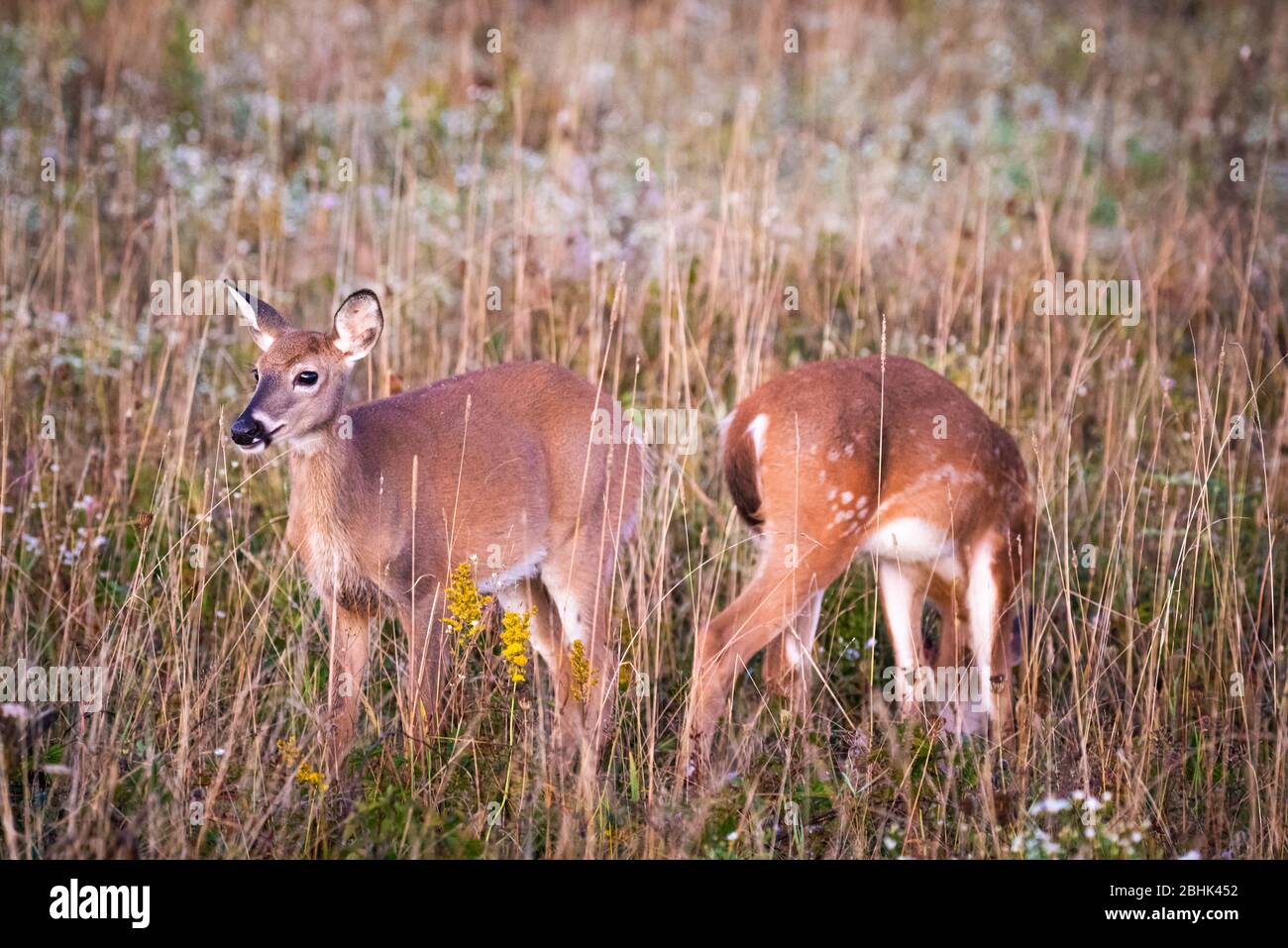 Two fawns stand in a field facing away from each other, the youngest still displays white spots. Stock Photo