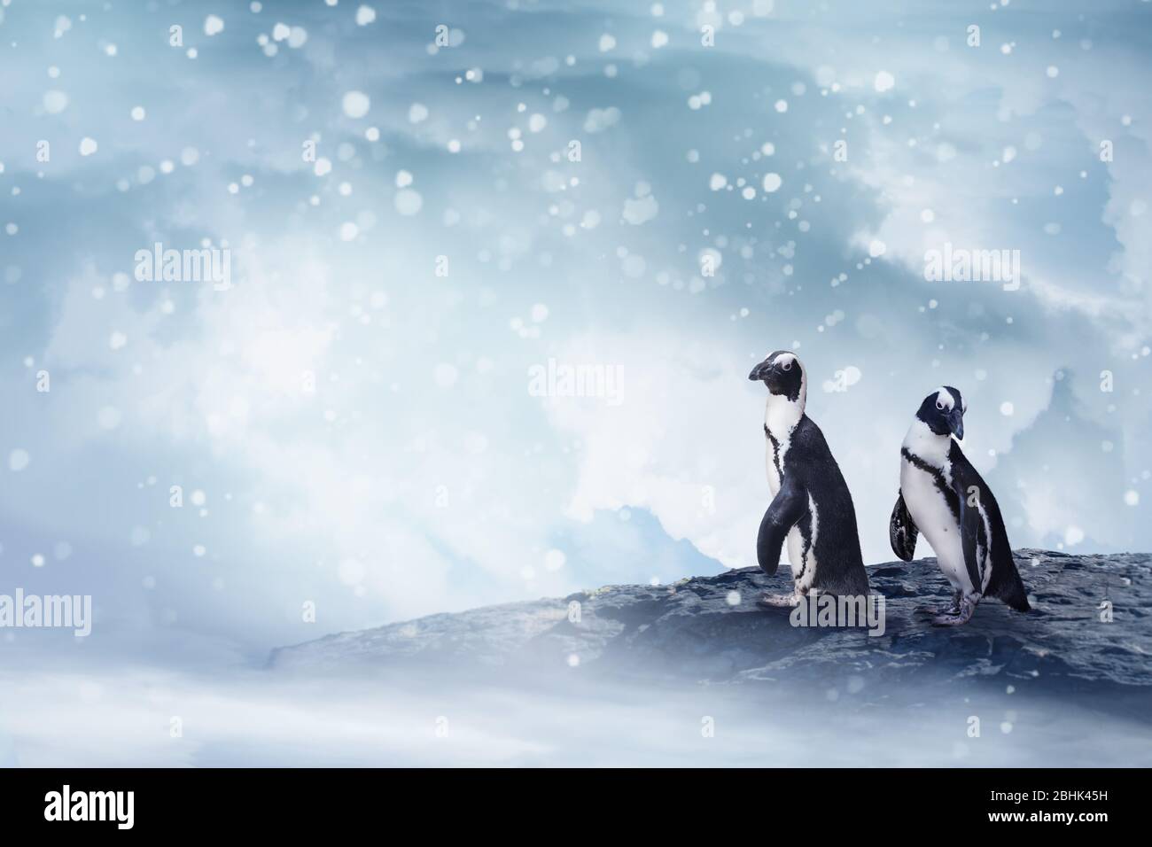 Two cute penguins on a rock in the snow. Cold winter Christmas and New Years background. Stock Photo
