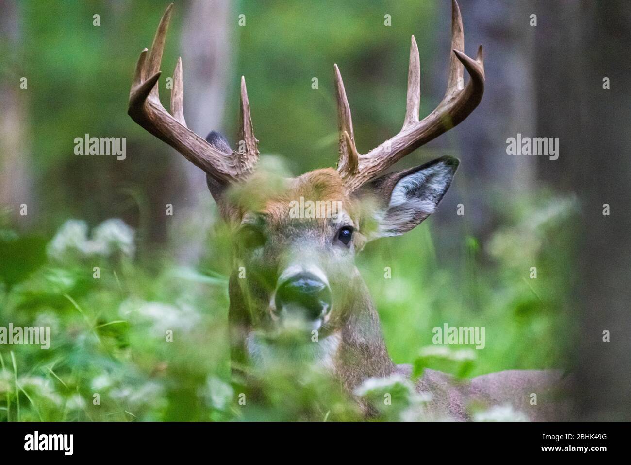 A mature male deer with large antlers can be seen poking his head through forested green vegetation. Stock Photo