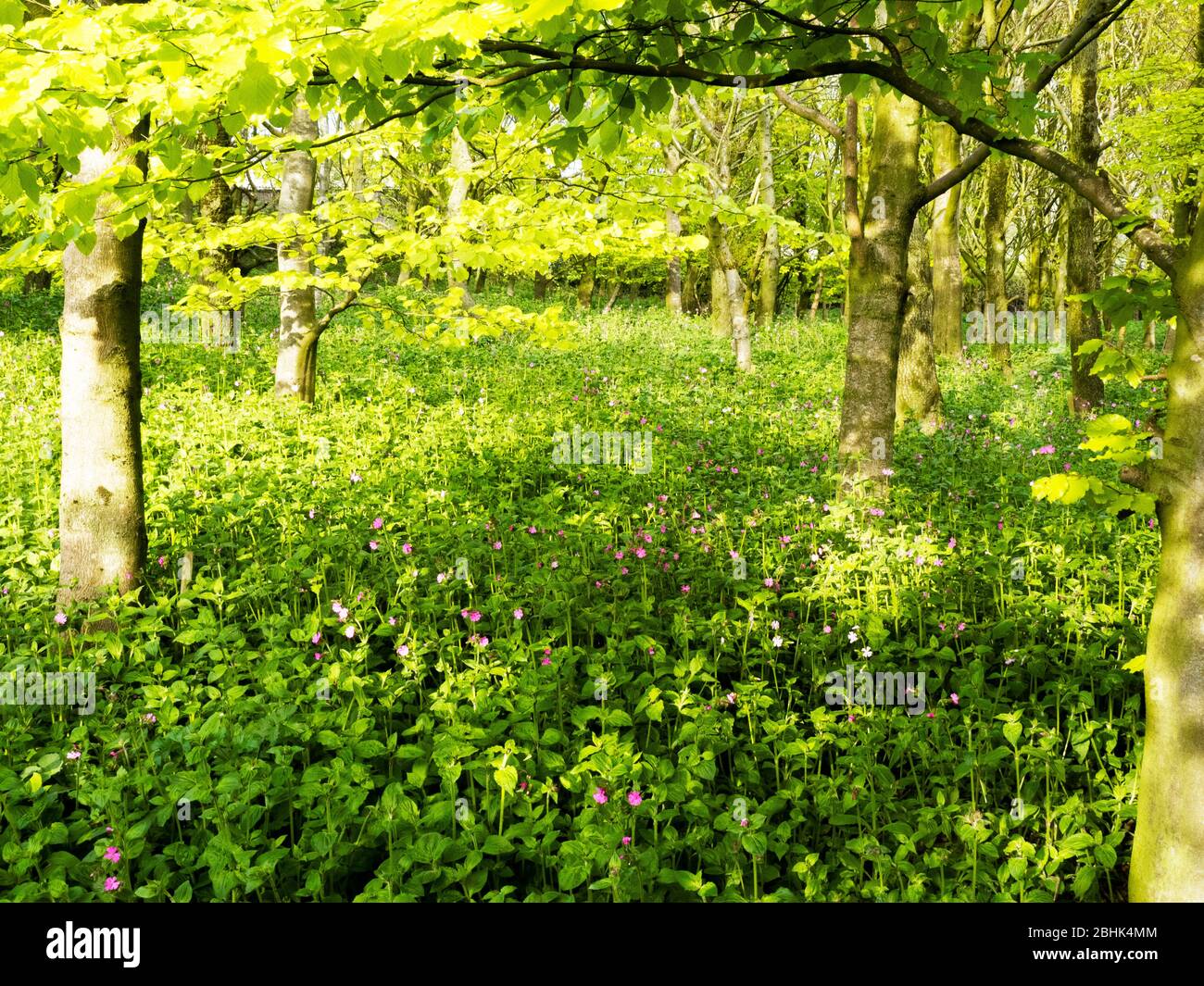 Red Campion growing under trees in woodland, Cornwall, UK Stock Photo