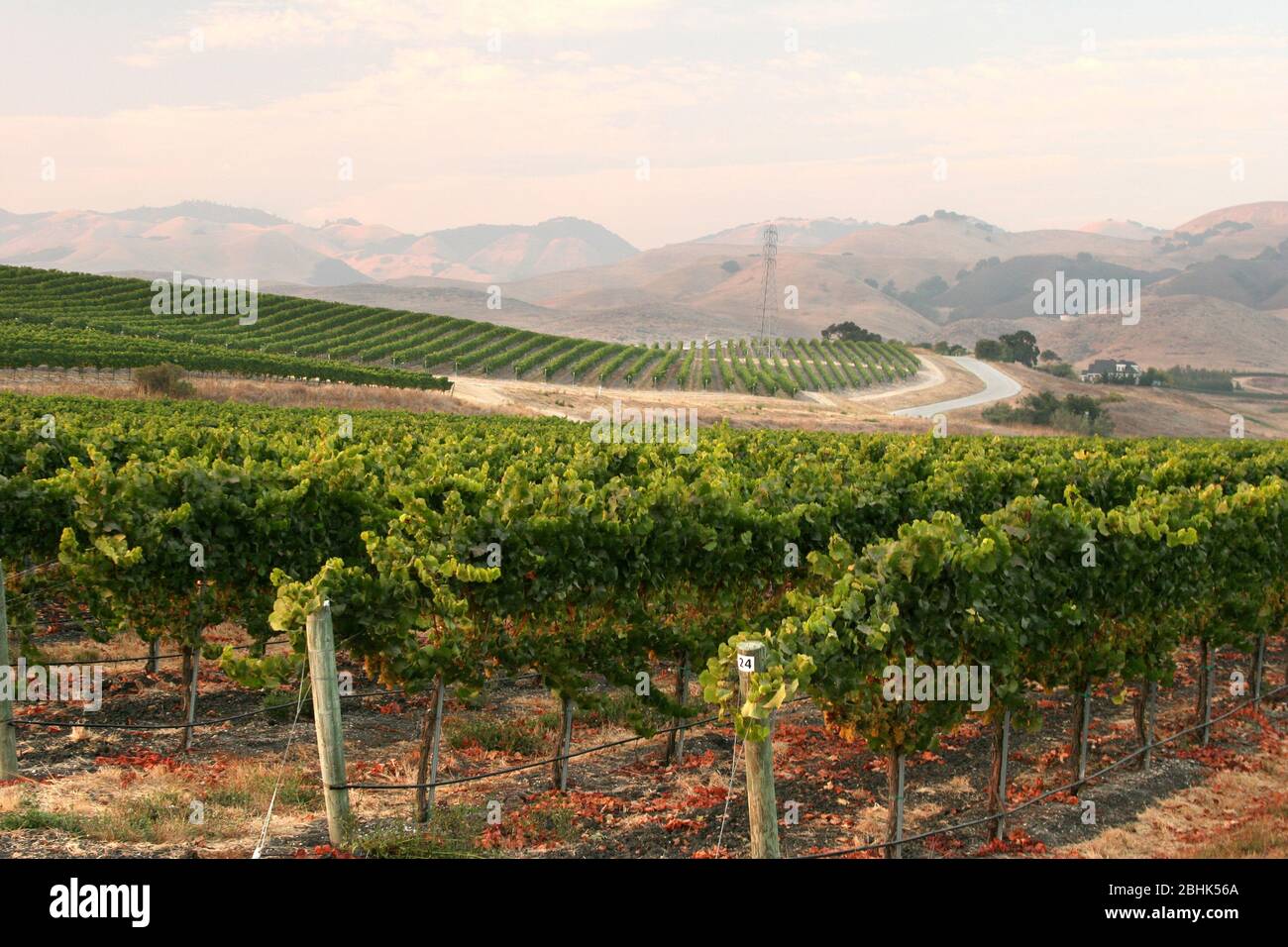 Rolling hills of the Edna Valley wine country near San Luis Obispo, California Stock Photo