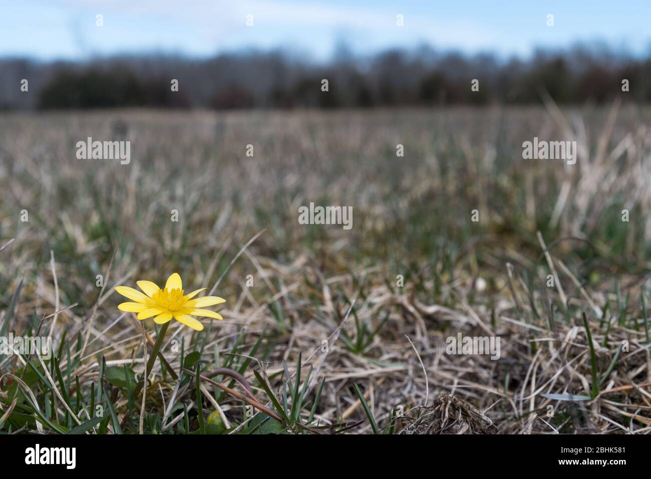 Yellow flower, Pilewort,close up  in a field in early spring season Stock Photo