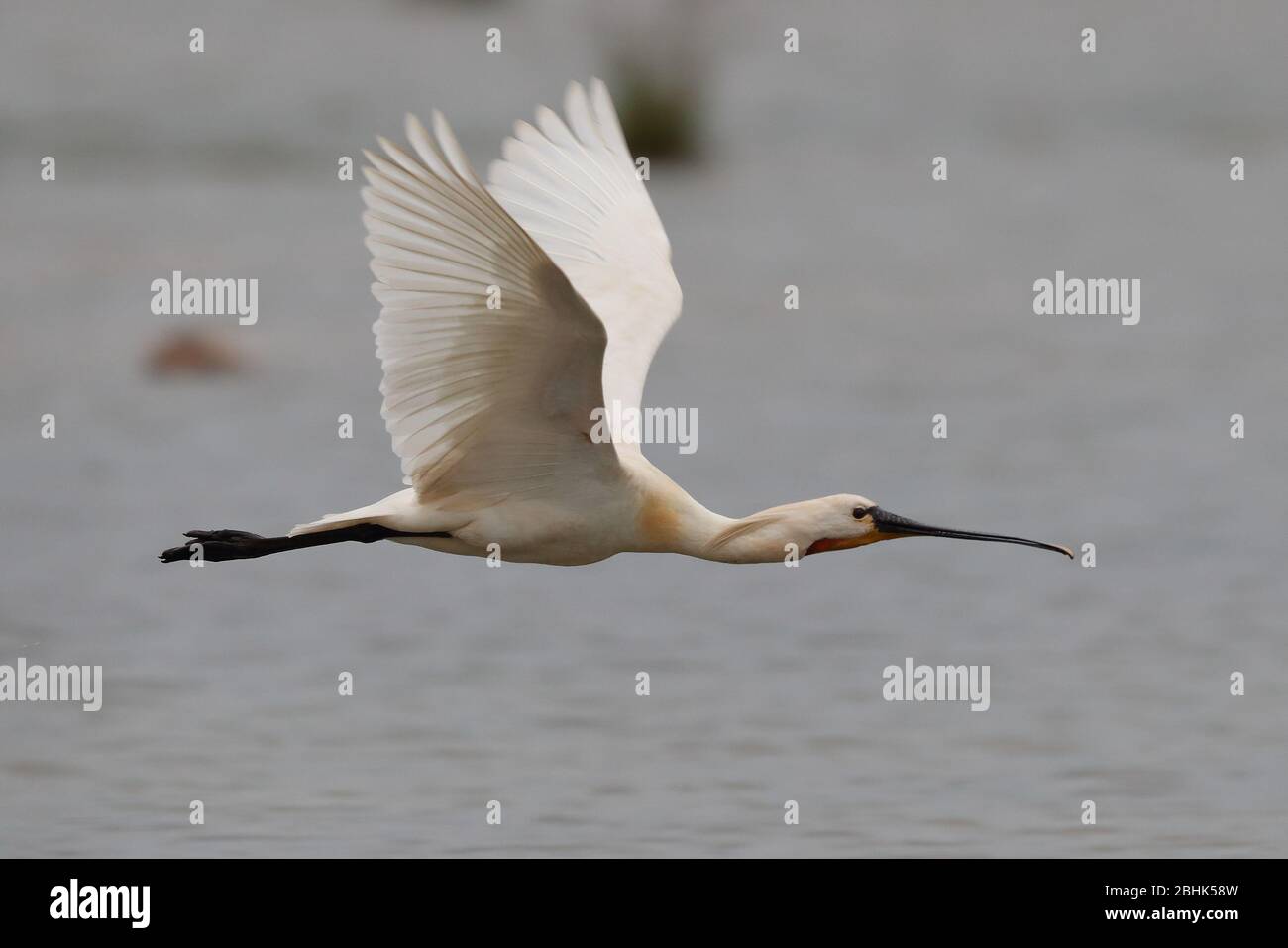 Spoonbill norfolk hi-res stock photography and images - Alamy