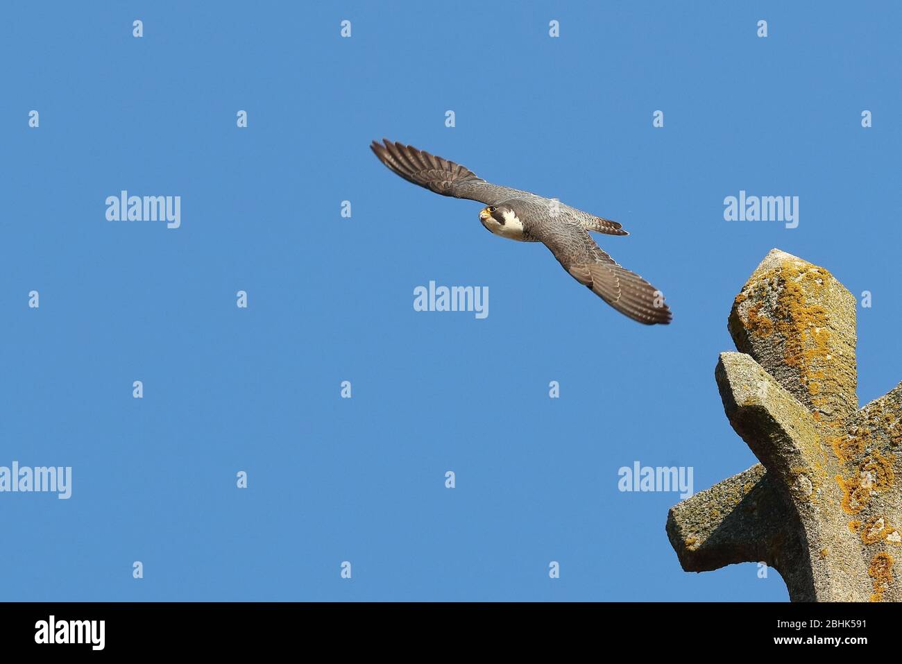 Adult Peregrine Falcon. Stock Photo