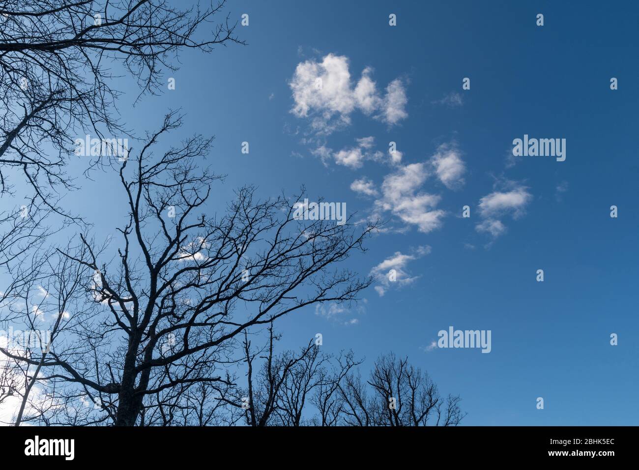Bare oak tree tops silhouettes by blue skies Stock Photo