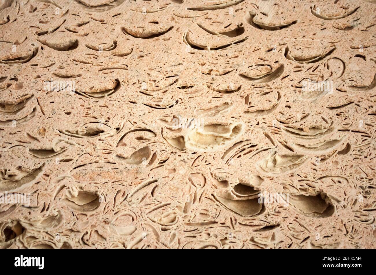 brown shell material construction closeup, abstraction, construction background Stock Photo