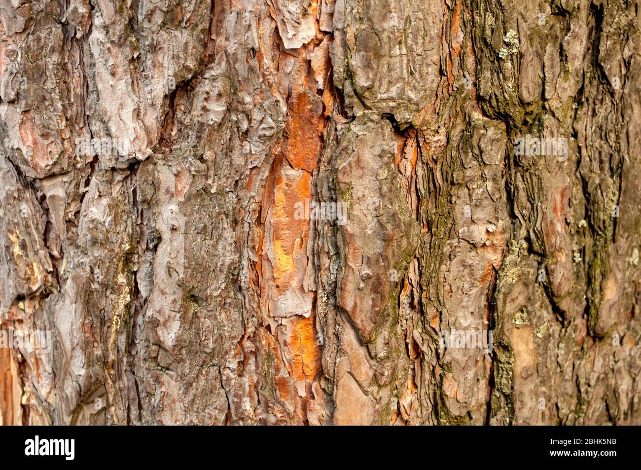 Bark of old pine with scratches, on which the resin close up, natural background Stock Photo
