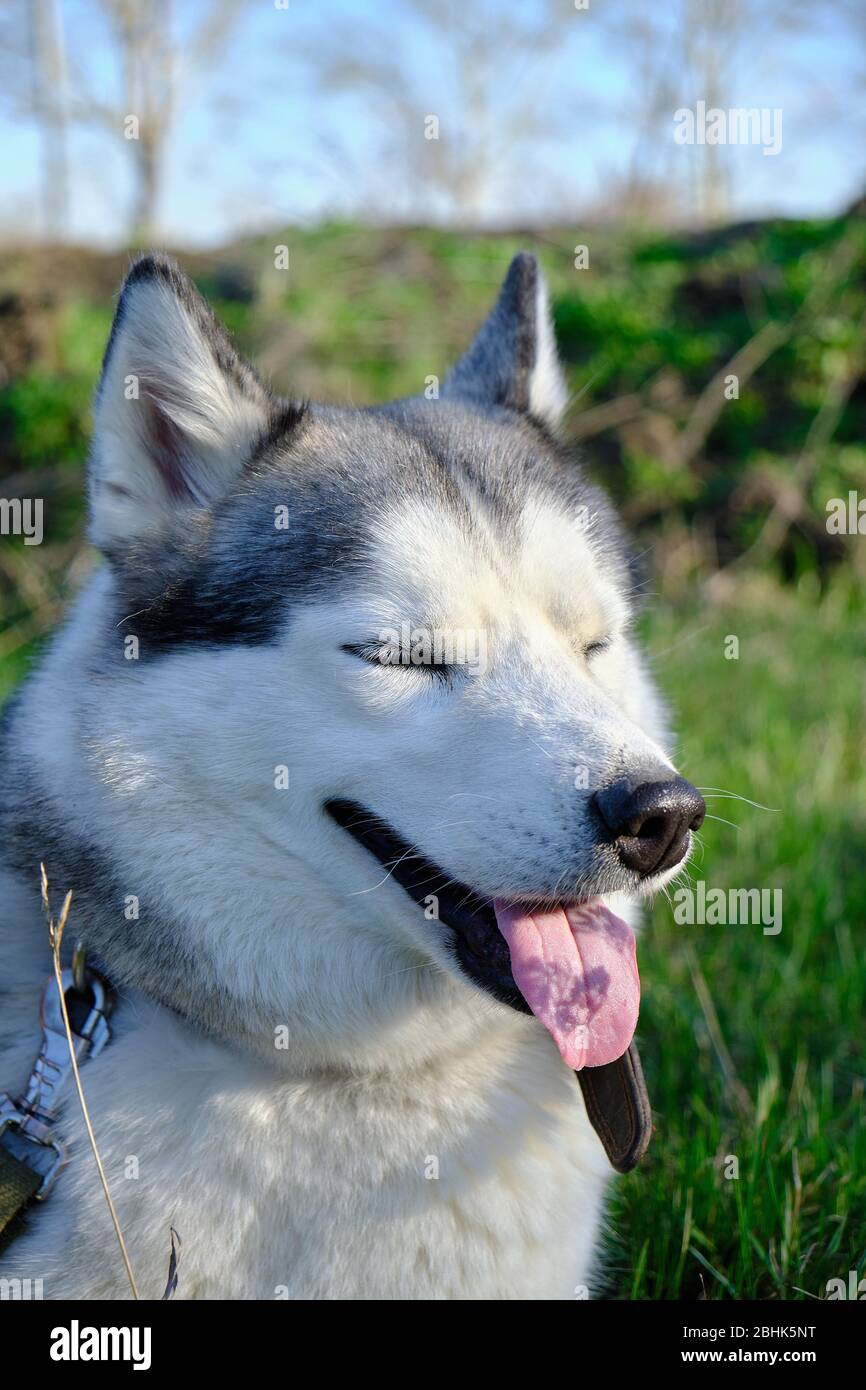 Muzzle Gray Colored Dog Siberian Husky Breed With Its Tongue Hanging Out Stock Photo Alamy