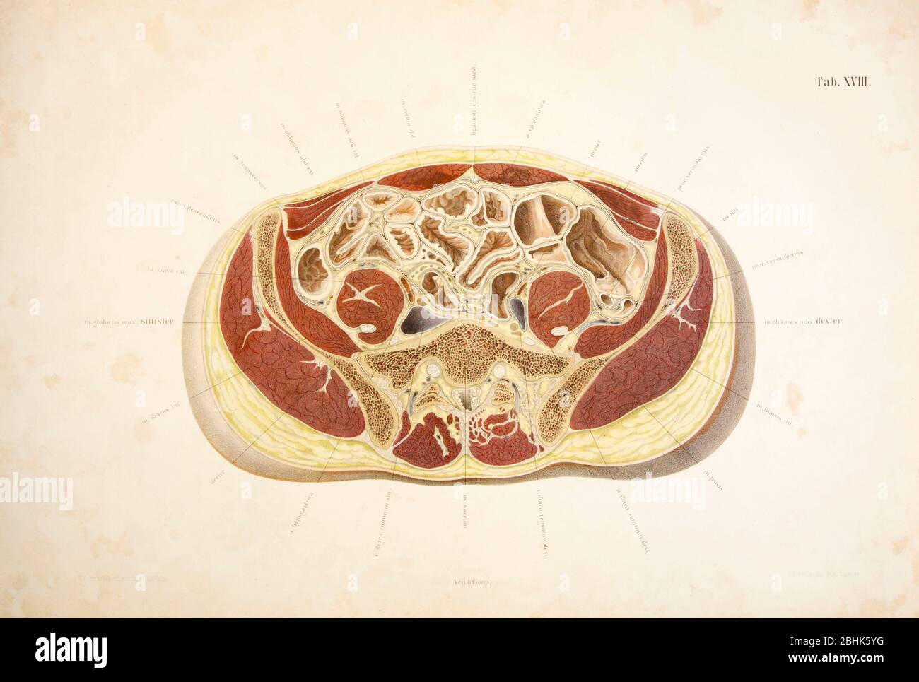 Anatomical atlas hi-res stock photography and images - Alamy