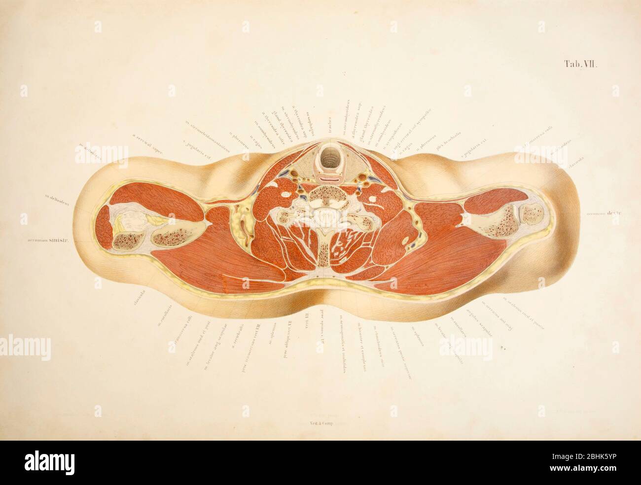 Anatomical atlas hi-res stock photography and images - Alamy