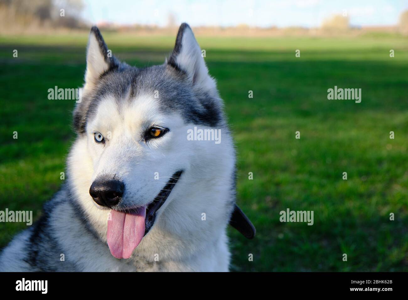 Muzzle gray colored dog Siberian husky breed with its tongue hanging