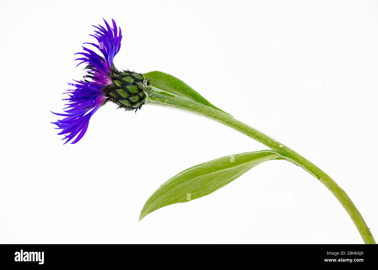 Close-up of a Cornflower (Centaurea) in flower. Stock Photo