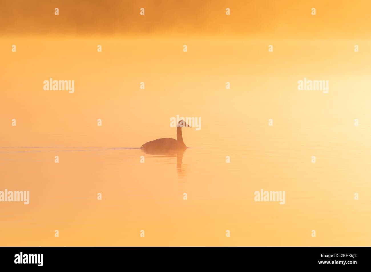Whooper swan (Cygnus cygnus) swimming through golden mist on a calm lake at sunrise. Stock Photo