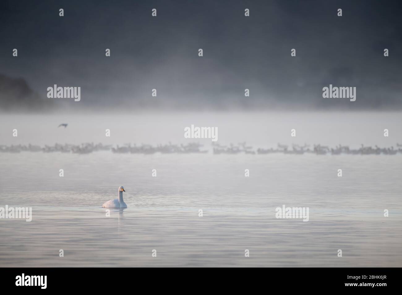 Whooper swan (Cygnus cygnus) swimming past a group of pink footed geese (Anser brachyrhynchus) with a misty loch in the background. Stock Photo