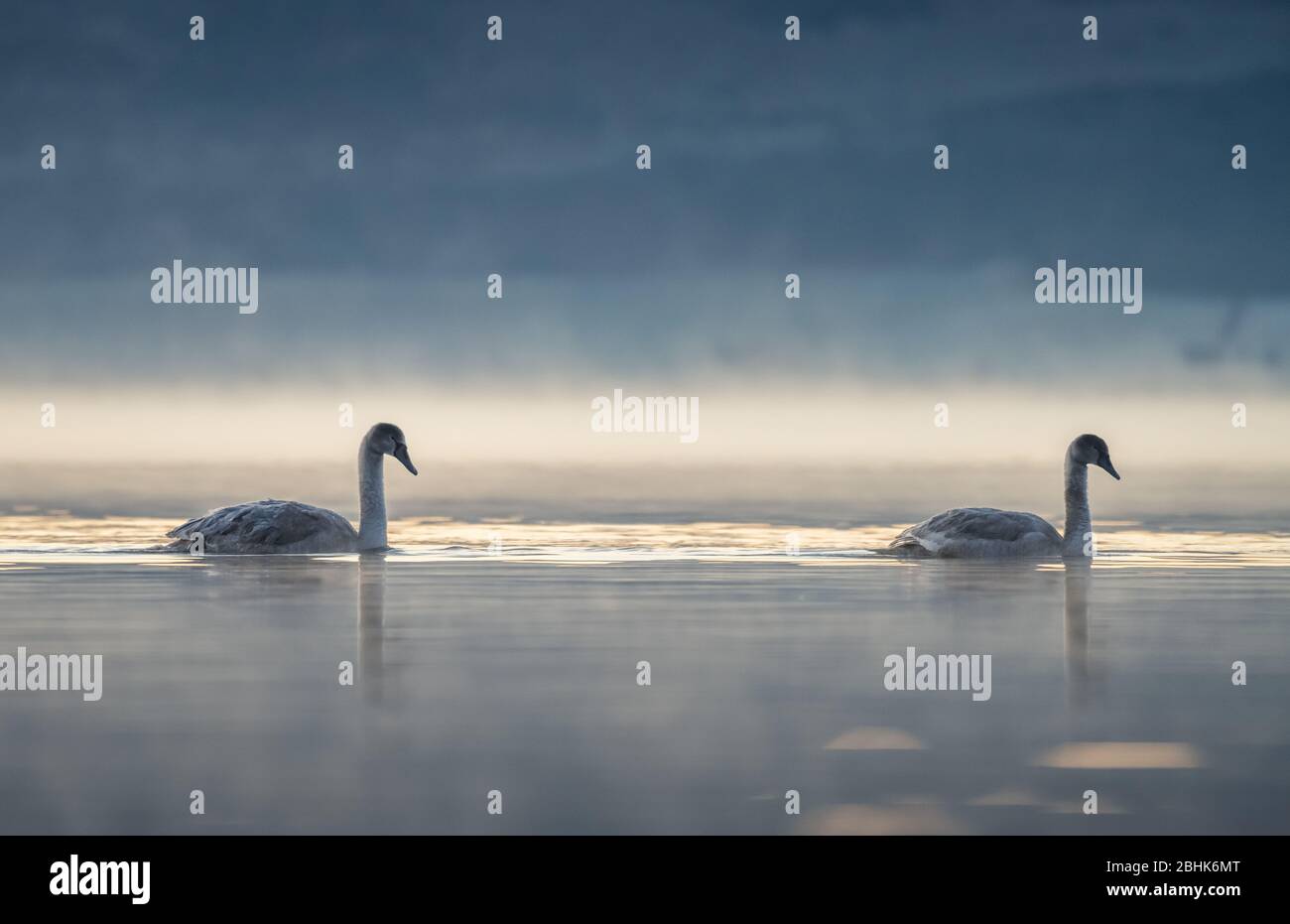 Whooper swans (Cygnus cygnus) swimming through mist on a calm lake at sunrise. Stock Photo