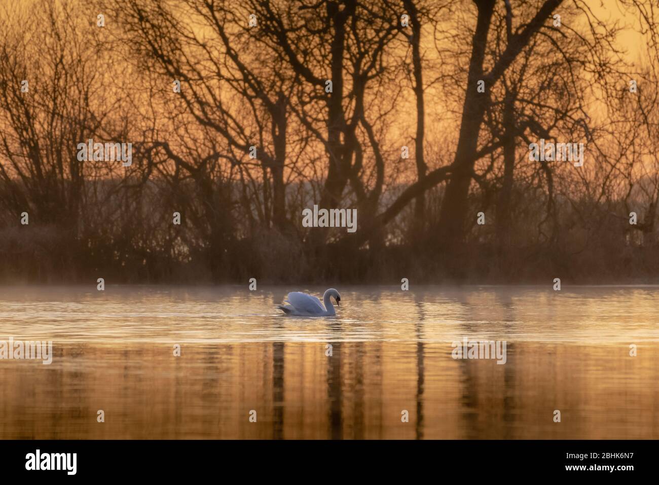 Mute swan (Cygnus olor) swimming through golden mist on a calm lake at sunrise. Stock Photo
