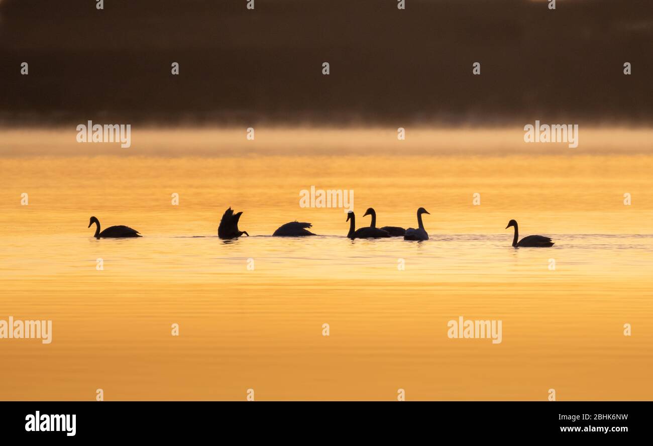 Whooper swans (Cygnus cygnus) swimming and feeding on a calm lake at sunrise. Stock Photo