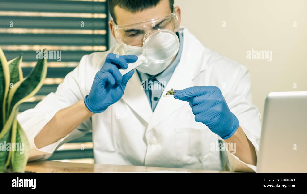 Scientist examining cannabis buds with magnifying glass in a laboratory with gloves and mask. 4k resolution Stock Photo