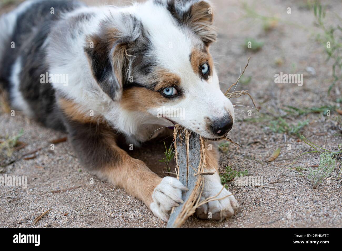 Australian shepherd puppy chewing on a stick in the yard Stock Photo