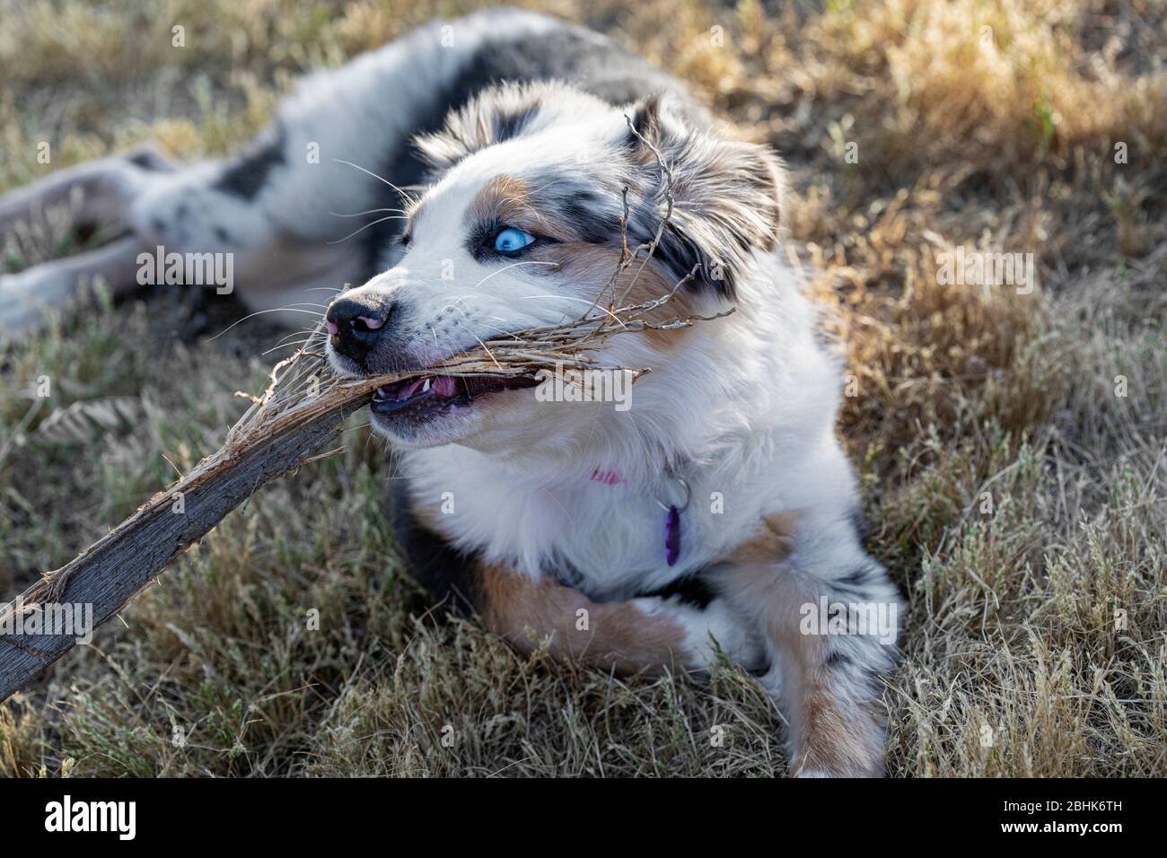 Australian shepherd puppy chewing on a stick in the yard Stock Photo