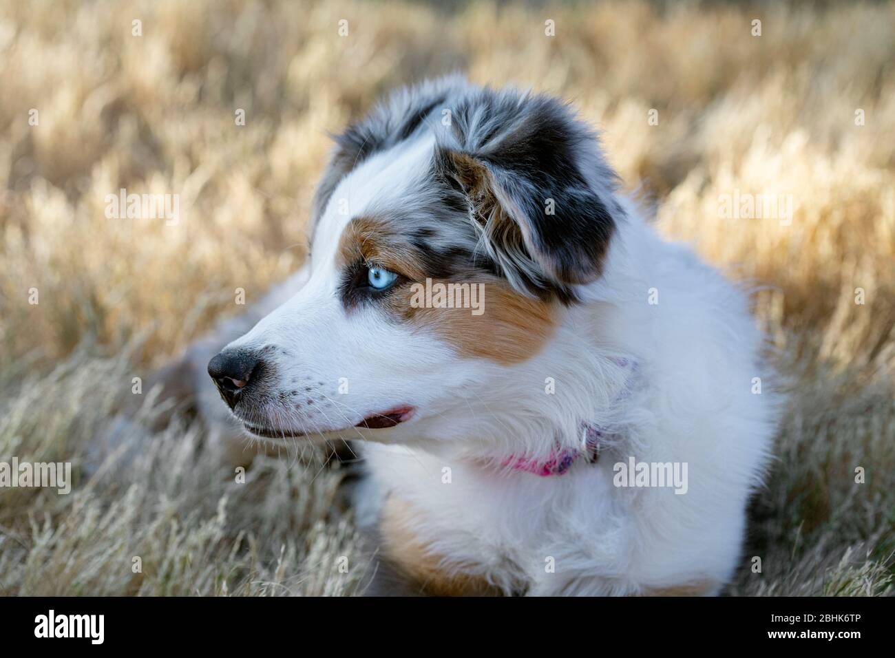 Adorable Australian Shepherd puppy laying in the grass. Stock Photo